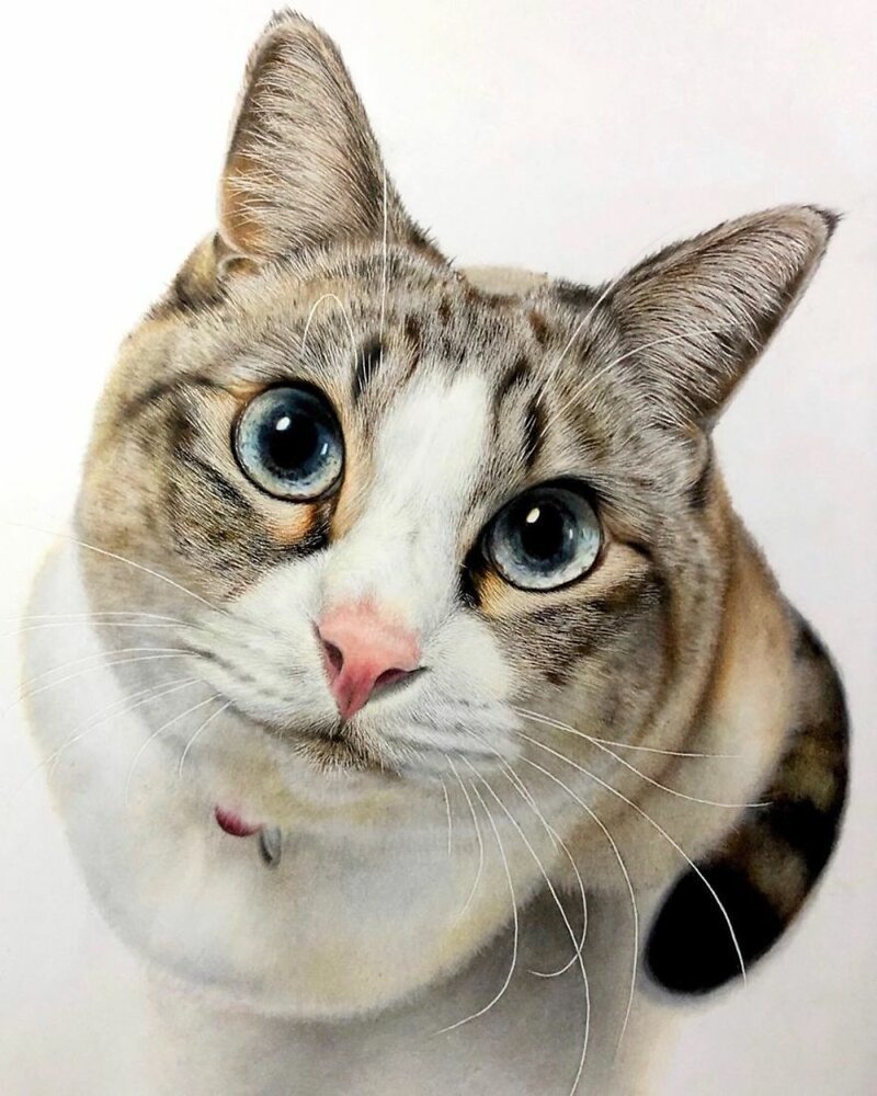 Фотография: 23 рисунка кошек в жанре гиперреализма №2 - BigPicture.ru