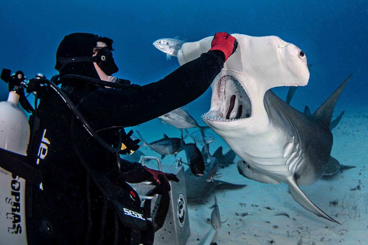Фотография: Храбрые дайверы кормят гигантскую акулу-молот, одного из самых агрессивных морских хищников №2 - BigPicture.ru