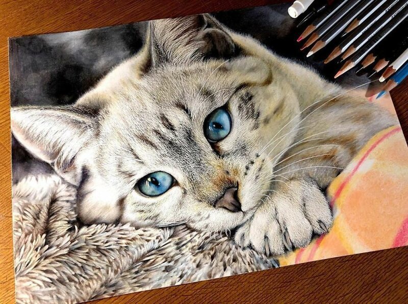 Фотография: 23 рисунка кошек в жанре гиперреализма №14 - BigPicture.ru