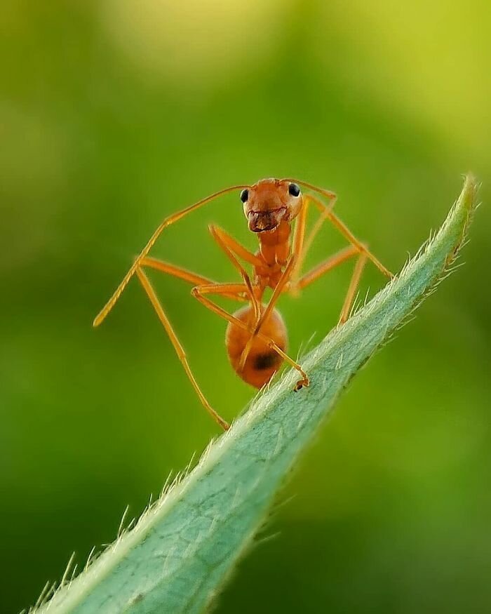 Фотография: 20-летний индиец делает невероятные фото насекомых на телефон №25 - BigPicture.ru