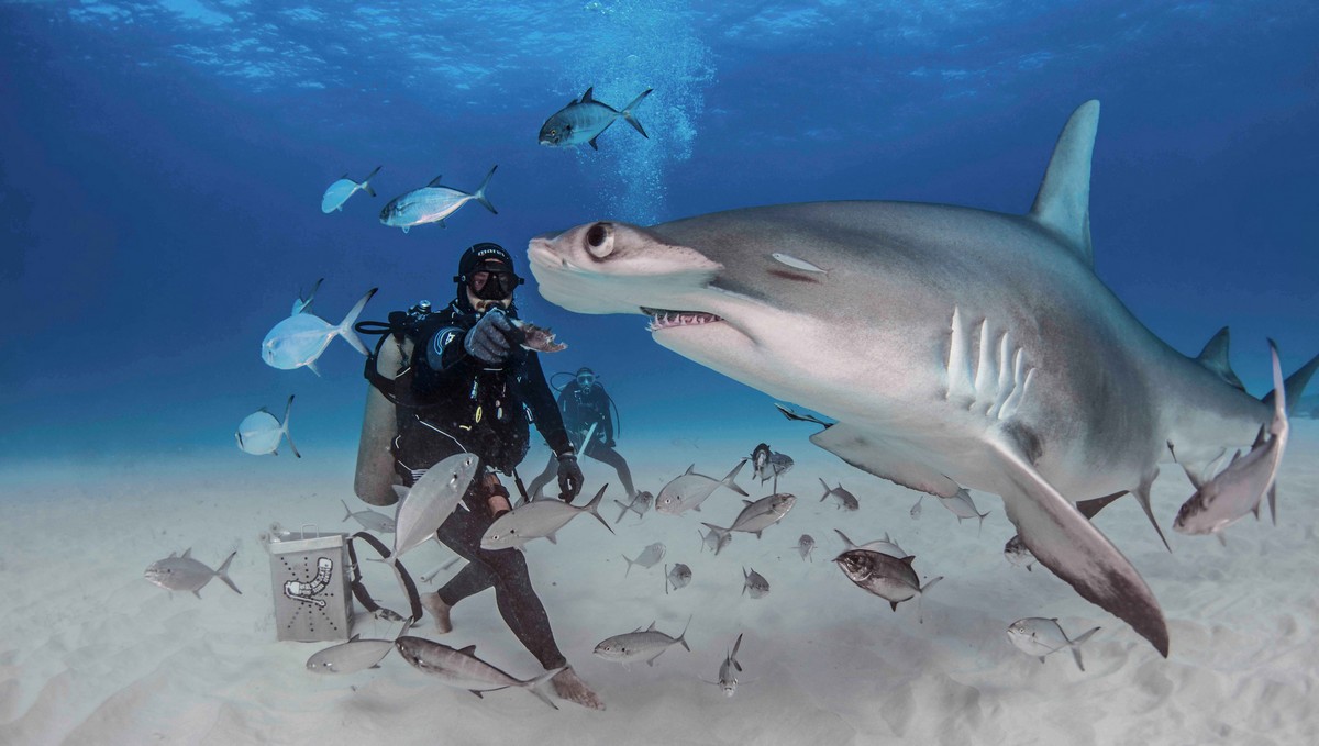 Фотография: Храбрые дайверы кормят гигантскую акулу-молот, одного из самых агрессивных морских хищников №7 - BigPicture.ru