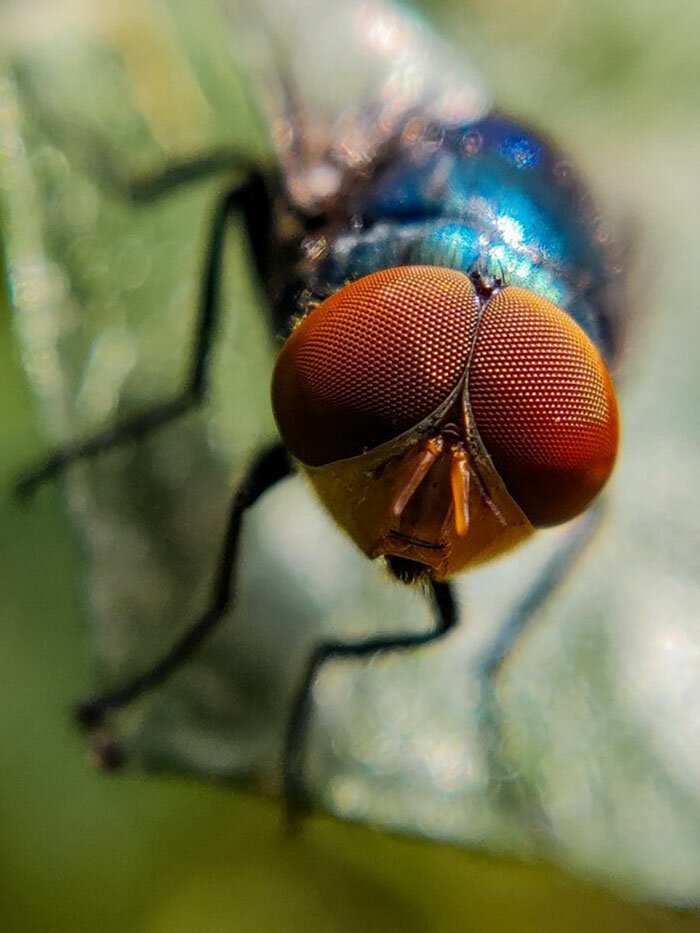 Фотография: 20-летний индиец делает невероятные фото насекомых на телефон №10 - BigPicture.ru