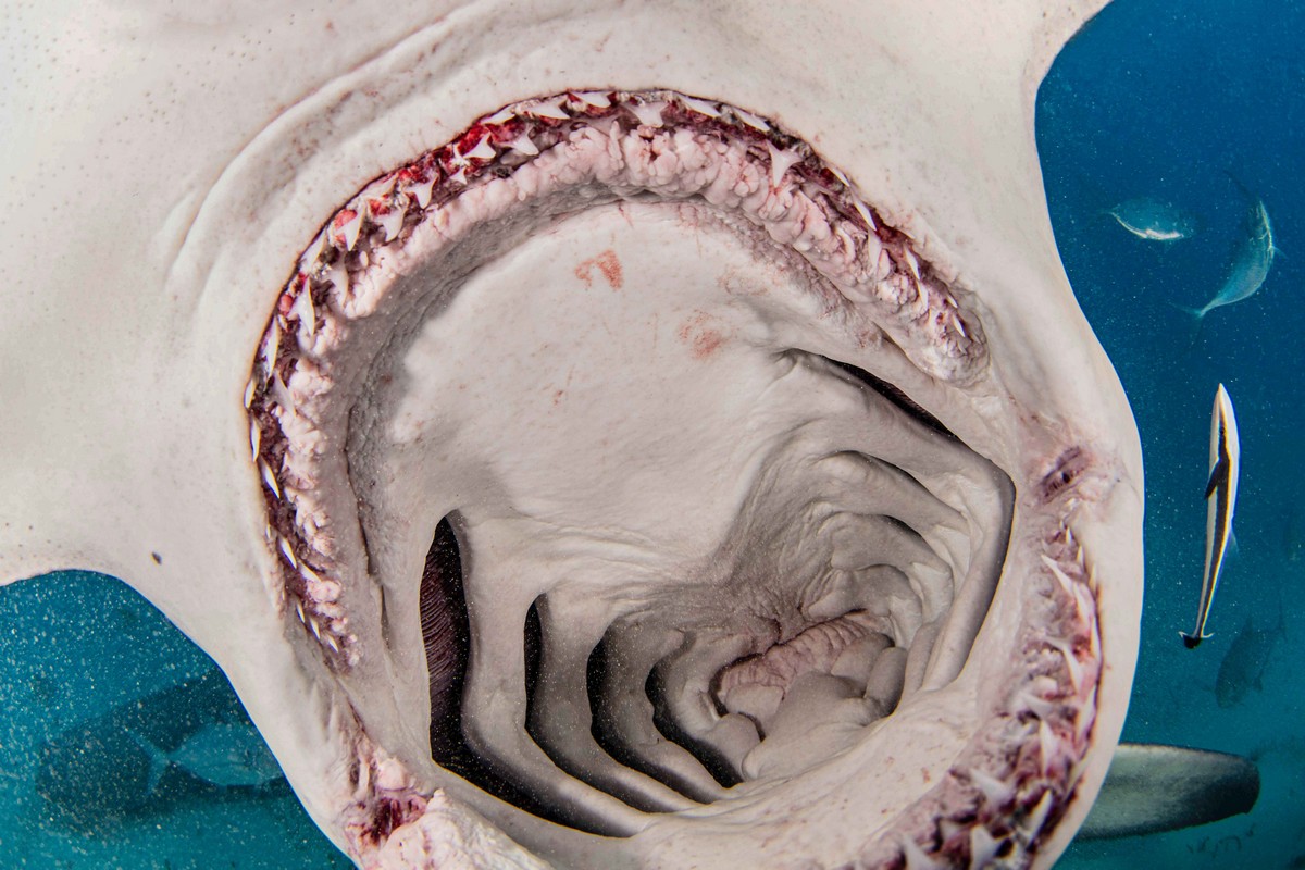 Фотография: Храбрые дайверы кормят гигантскую акулу-молот, одного из самых агрессивных морских хищников №8 - BigPicture.ru
