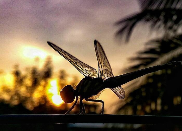 Фотография: 20-летний индиец делает невероятные фото насекомых на телефон №22 - BigPicture.ru
