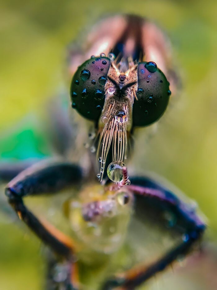 Фотография: 20-летний индиец делает невероятные фото насекомых на телефон №14 - BigPicture.ru