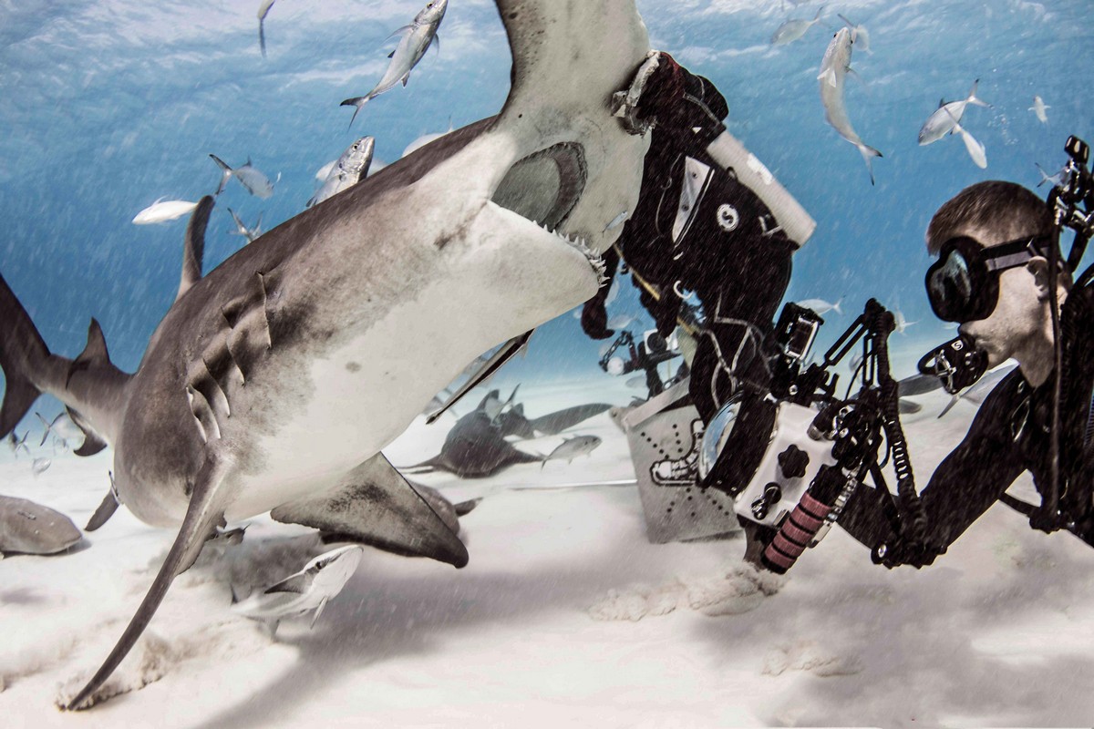 Фотография: Храбрые дайверы кормят гигантскую акулу-молот, одного из самых агрессивных морских хищников №4 - BigPicture.ru