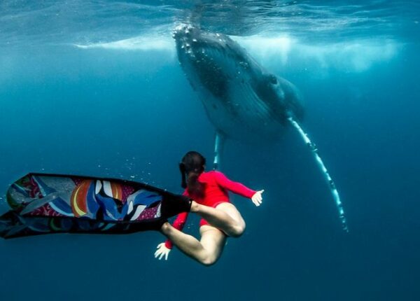 Потрясающие кадры: фридайвер плавает с морскими великанами