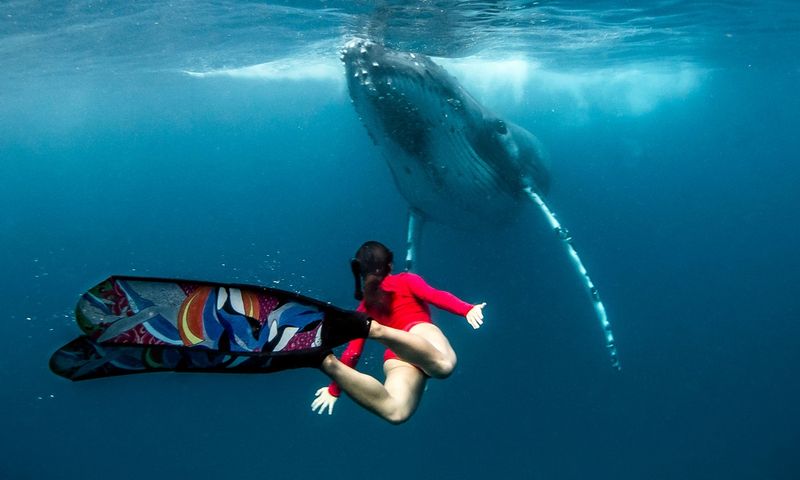 Фотография: Потрясающие кадры: фридайвер плавает с морскими великанами №1 - BigPicture.ru