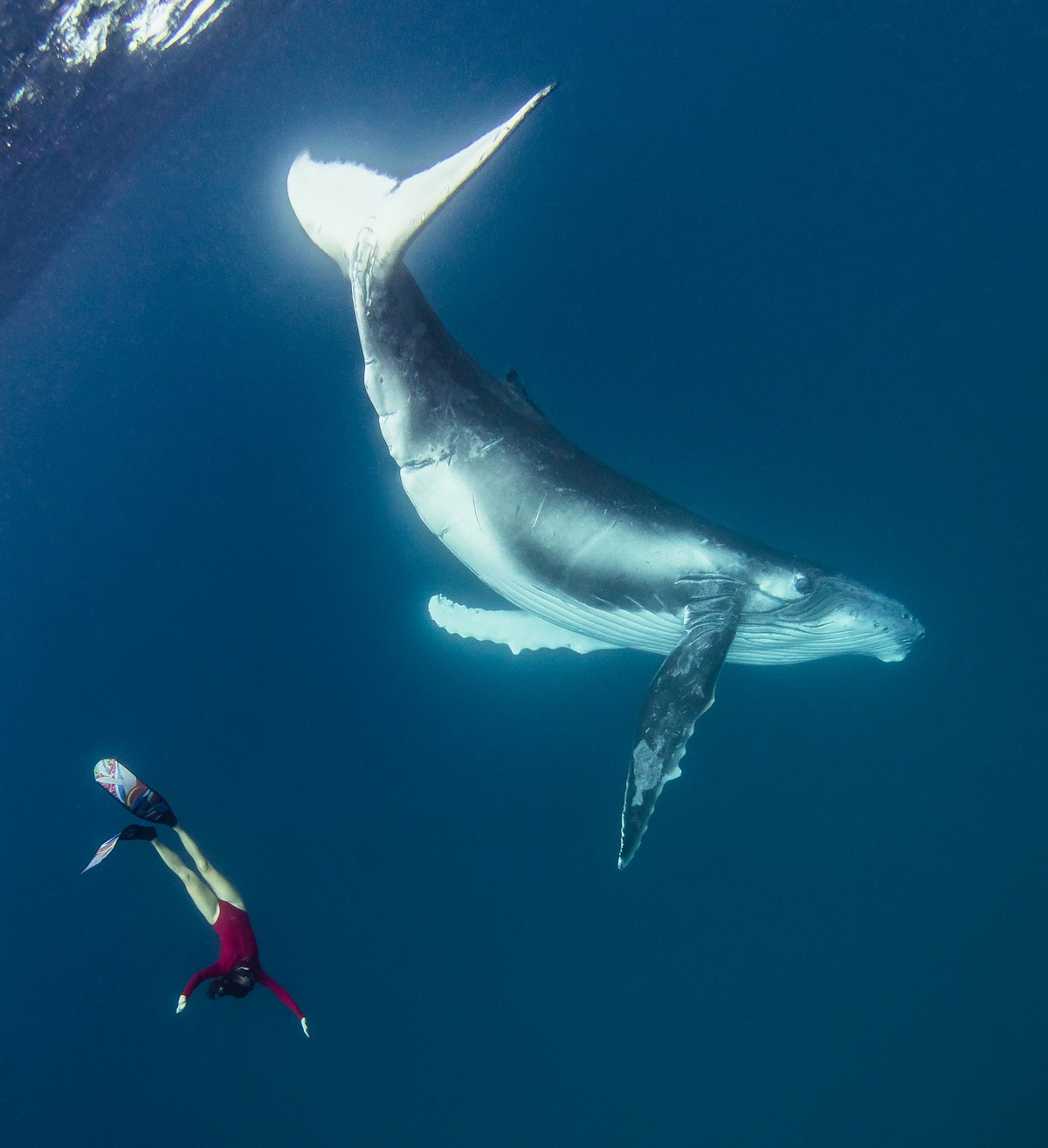 Фотография: Потрясающие кадры: фридайвер плавает с морскими великанами №3 - BigPicture.ru