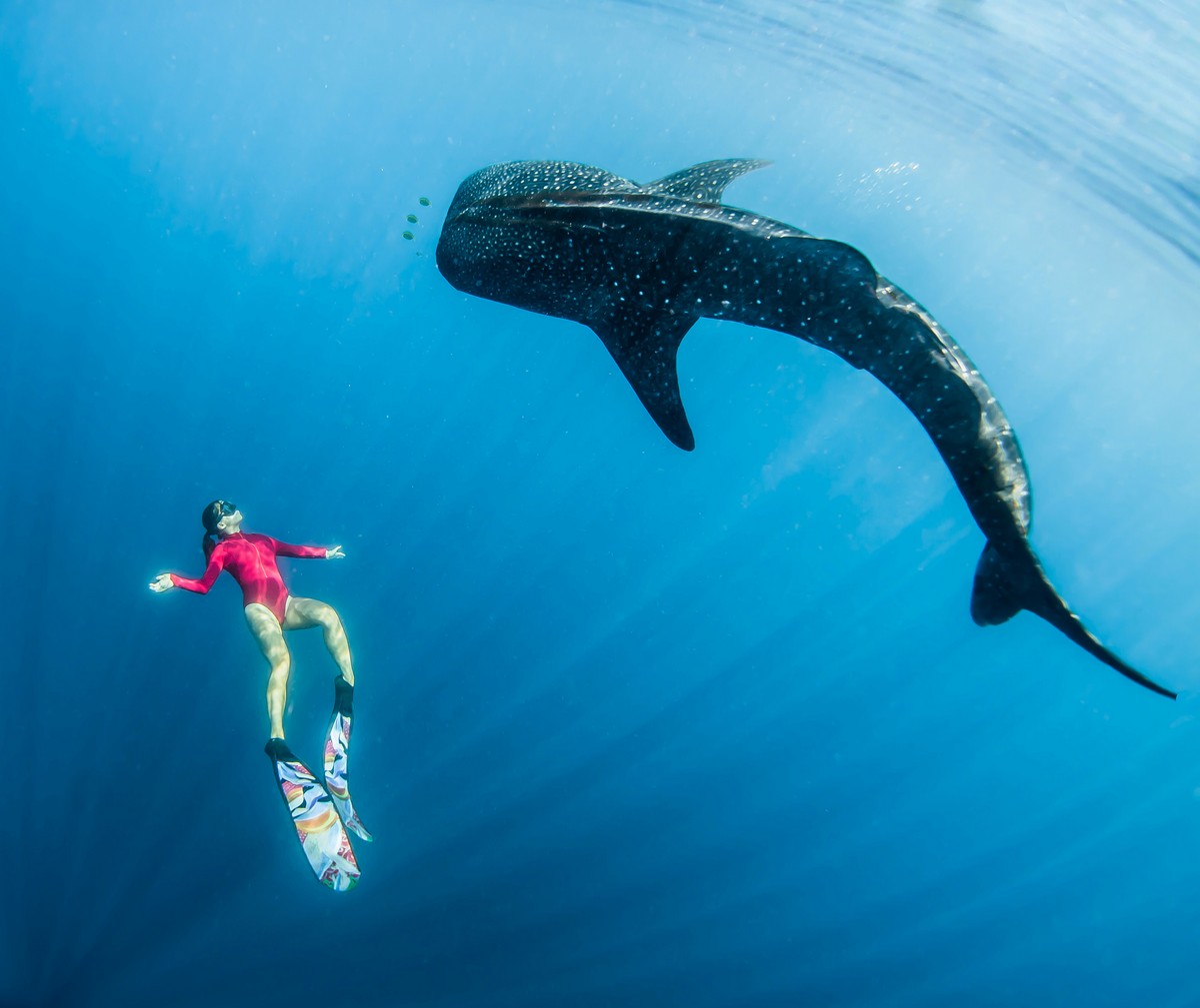 Фотография: Потрясающие кадры: фридайвер плавает с морскими великанами №4 - BigPicture.ru