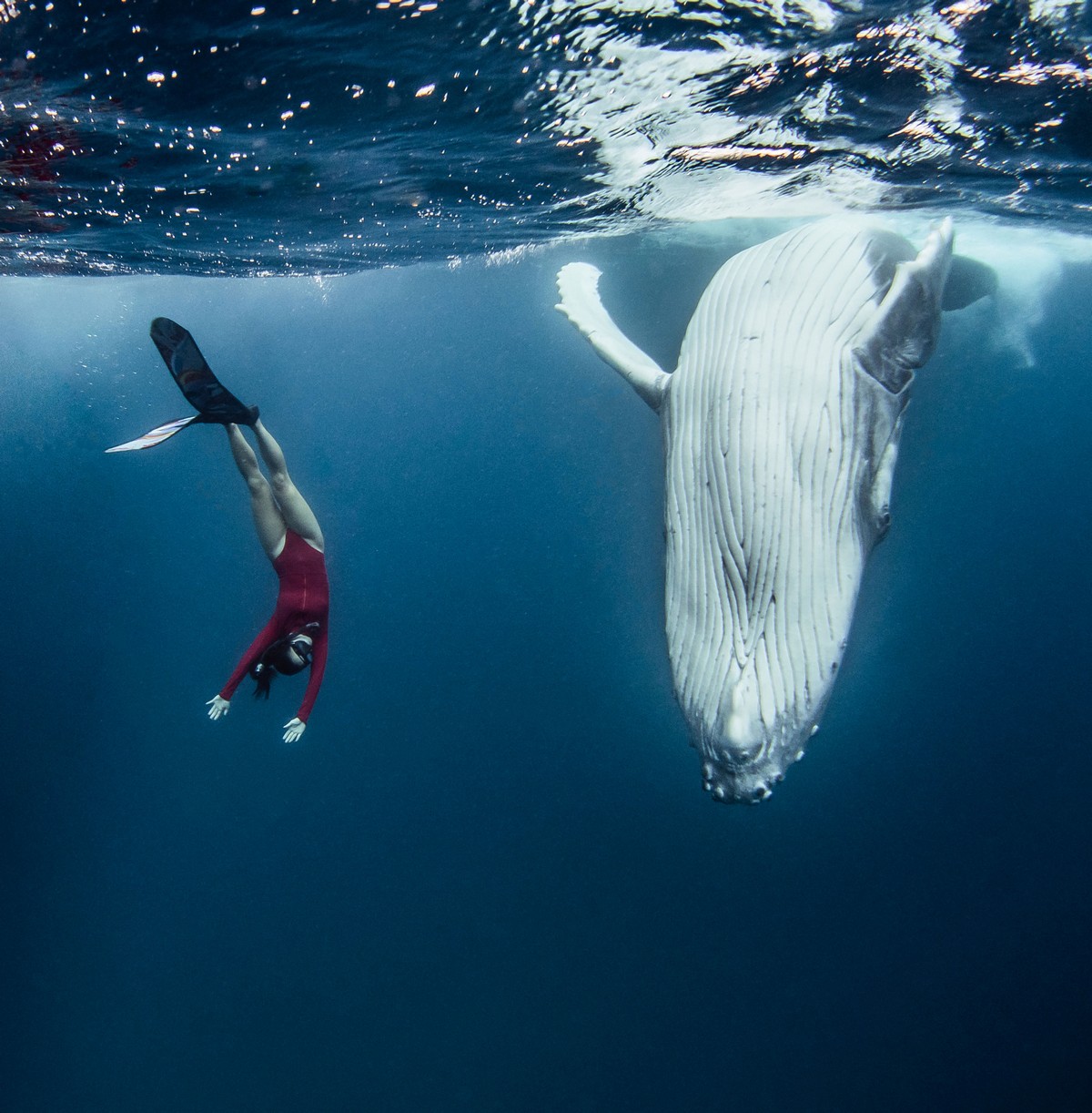Фотография: Потрясающие кадры: фридайвер плавает с морскими великанами №5 - BigPicture.ru