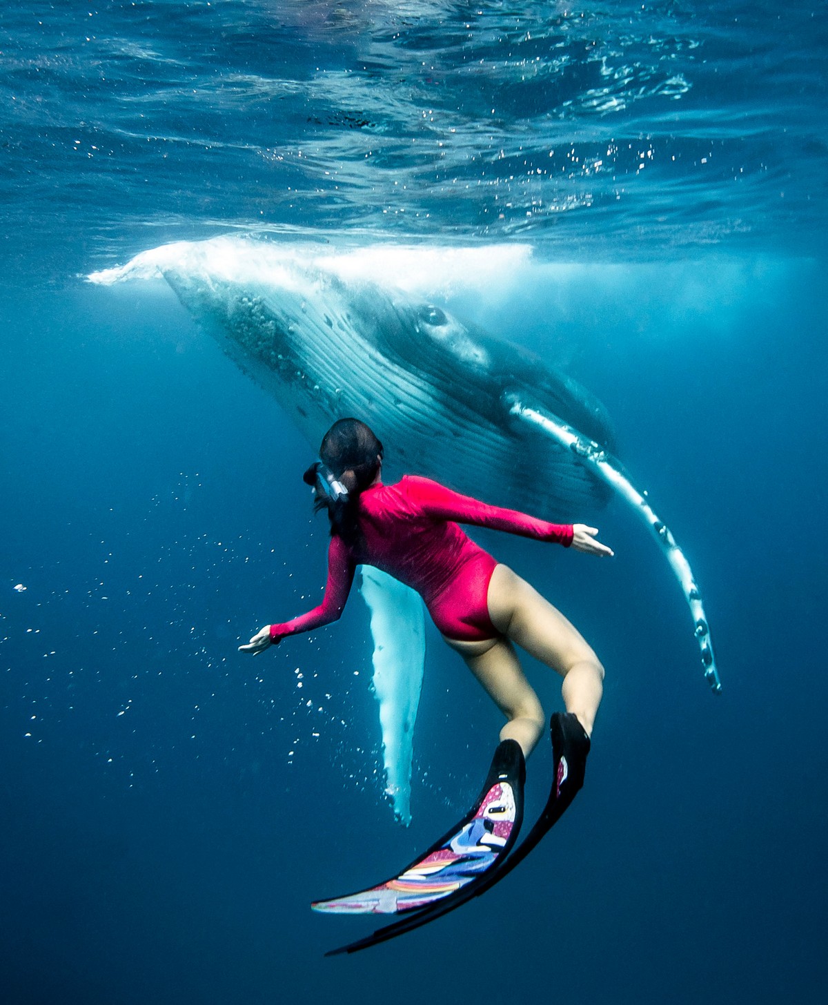 Фотография: Потрясающие кадры: фридайвер плавает с морскими великанами №6 - BigPicture.ru