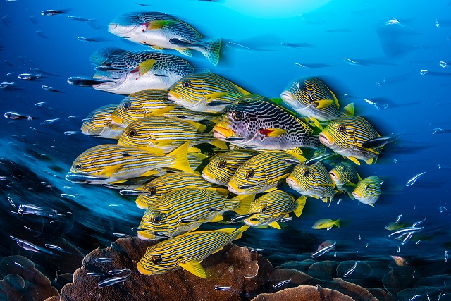 Фотография: Этот дивный подводный мир: лучшие снимки с конкурса подводной фотосъемки Ocean Art 2019 №2 - BigPicture.ru