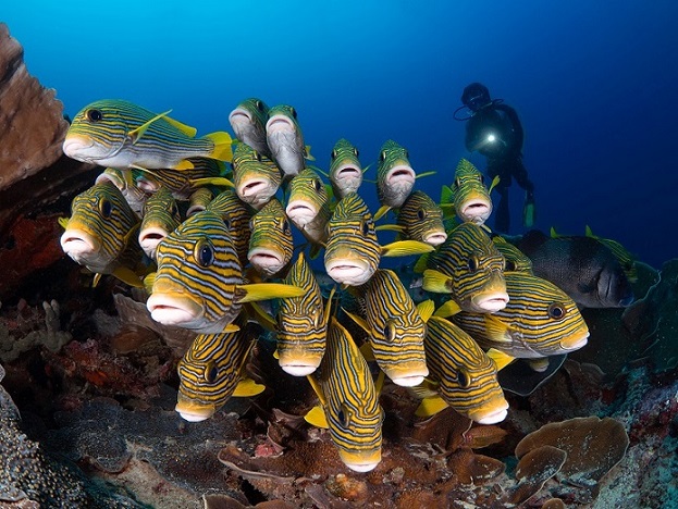 Фотография: Этот дивный подводный мир: лучшие снимки с конкурса подводной фотосъемки Ocean Art 2019 №32 - BigPicture.ru