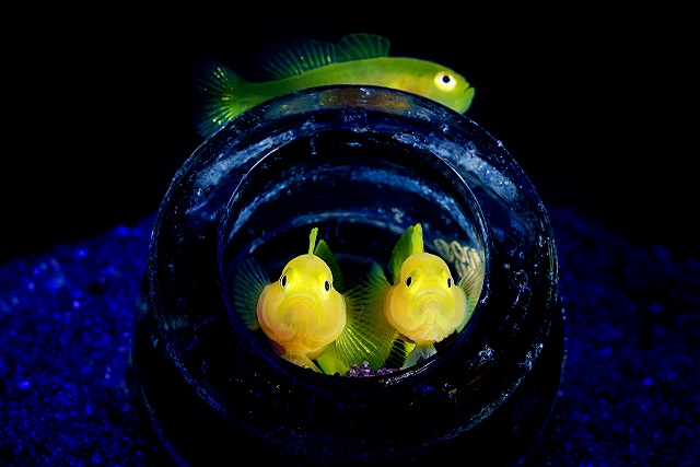 Фотография: Этот дивный подводный мир: лучшие снимки с конкурса подводной фотосъемки Ocean Art 2019 №6 - BigPicture.ru