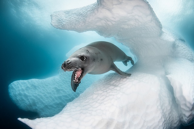 Фотография: Этот дивный подводный мир: лучшие снимки с конкурса подводной фотосъемки Ocean Art 2019 №1 - BigPicture.ru