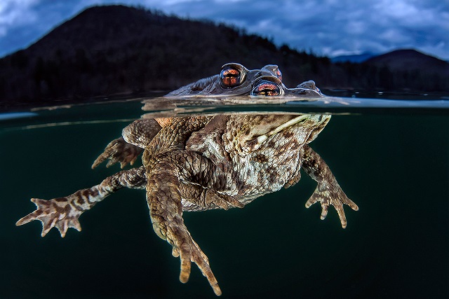 Фотография: Этот дивный подводный мир: лучшие снимки с конкурса подводной фотосъемки Ocean Art 2019 №13 - BigPicture.ru