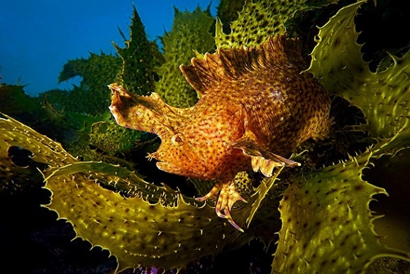 Фотография: Этот дивный подводный мир: лучшие снимки с конкурса подводной фотосъемки Ocean Art 2019 №38 - BigPicture.ru