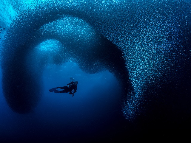Фотография: Этот дивный подводный мир: лучшие снимки с конкурса подводной фотосъемки Ocean Art 2019 №33 - BigPicture.ru