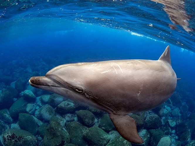 Фотография: Этот дивный подводный мир: лучшие снимки с конкурса подводной фотосъемки Ocean Art 2019 №34 - BigPicture.ru
