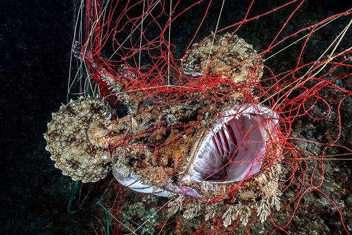 Фотография: Этот дивный подводный мир: лучшие снимки с конкурса подводной фотосъемки Ocean Art 2019 №27 - BigPicture.ru