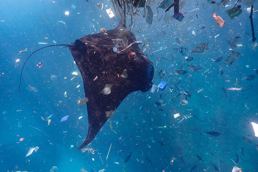 Фотография: Этот дивный подводный мир: лучшие снимки с конкурса подводной фотосъемки Ocean Art 2019 №28 - BigPicture.ru