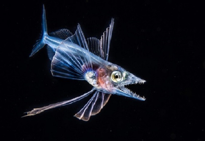Фотография: Этот дивный подводный мир: лучшие снимки с конкурса подводной фотосъемки Ocean Art 2019 №23 - BigPicture.ru