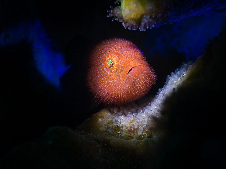 Фотография: Этот дивный подводный мир: лучшие снимки с конкурса подводной фотосъемки Ocean Art 2019 №42 - BigPicture.ru
