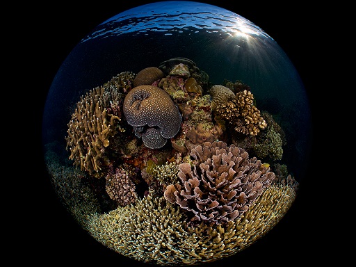 Фотография: Этот дивный подводный мир: лучшие снимки с конкурса подводной фотосъемки Ocean Art 2019 №22 - BigPicture.ru