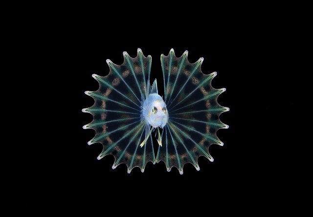 Фотография: Этот дивный подводный мир: лучшие снимки с конкурса подводной фотосъемки Ocean Art 2019 №25 - BigPicture.ru