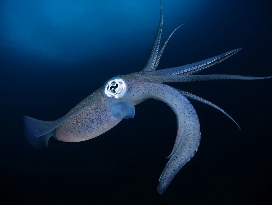 Фотография: Этот дивный подводный мир: лучшие снимки с конкурса подводной фотосъемки Ocean Art 2019 №40 - BigPicture.ru