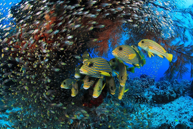 Фотография: Этот дивный подводный мир: лучшие снимки с конкурса подводной фотосъемки Ocean Art 2019 №20 - BigPicture.ru