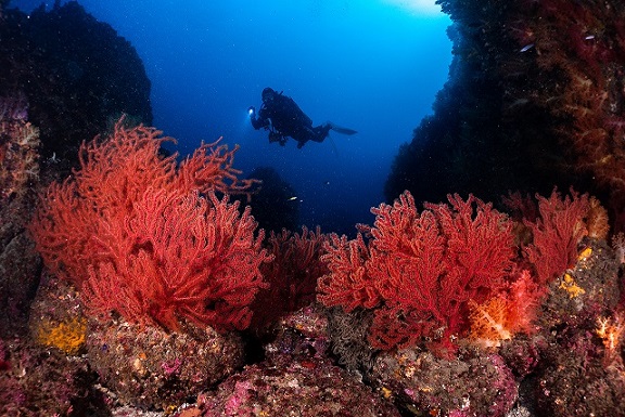 Фотография: Этот дивный подводный мир: лучшие снимки с конкурса подводной фотосъемки Ocean Art 2019 №39 - BigPicture.ru