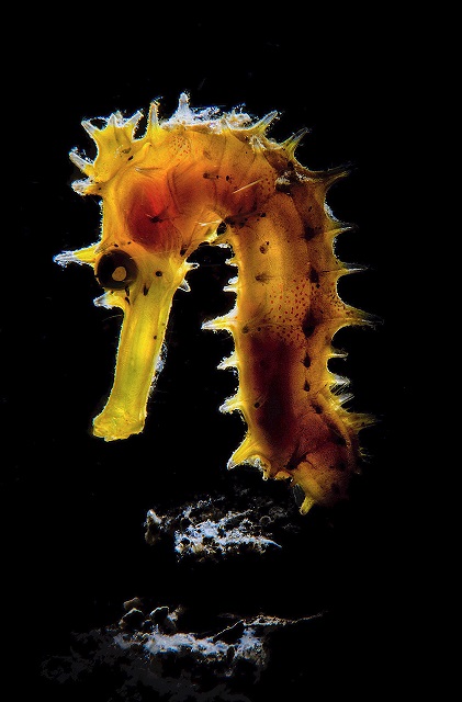 Фотография: Этот дивный подводный мир: лучшие снимки с конкурса подводной фотосъемки Ocean Art 2019 №5 - BigPicture.ru