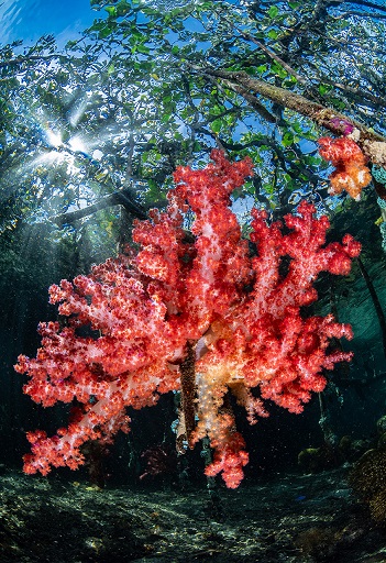 Фотография: Этот дивный подводный мир: лучшие снимки с конкурса подводной фотосъемки Ocean Art 2019 №21 - BigPicture.ru