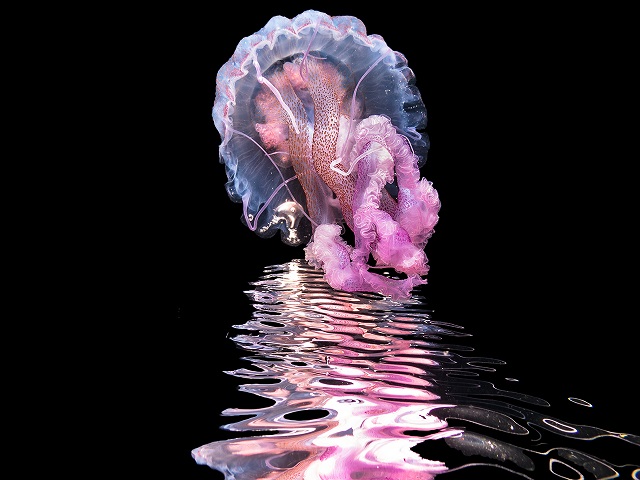 Фотография: Этот дивный подводный мир: лучшие снимки с конкурса подводной фотосъемки Ocean Art 2019 №43 - BigPicture.ru