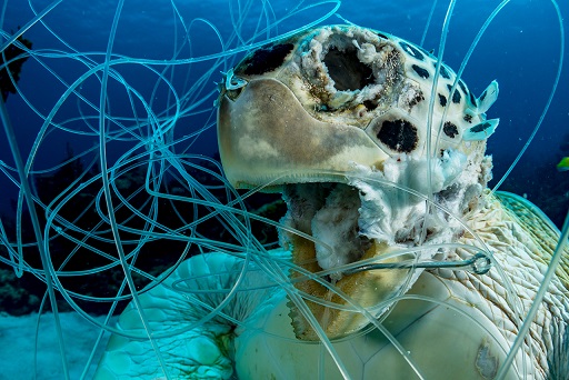 Фотография: Этот дивный подводный мир: лучшие снимки с конкурса подводной фотосъемки Ocean Art 2019 №26 - BigPicture.ru