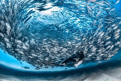 Фотография: Этот дивный подводный мир: лучшие снимки с конкурса подводной фотосъемки Ocean Art 2019 №4 - BigPicture.ru