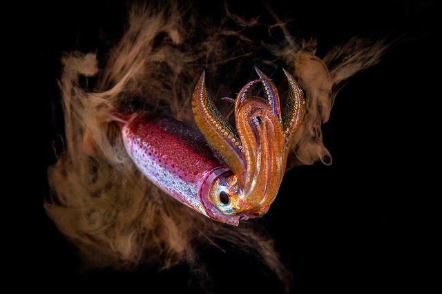 Фотография: Этот дивный подводный мир: лучшие снимки с конкурса подводной фотосъемки Ocean Art 2019 №9 - BigPicture.ru
