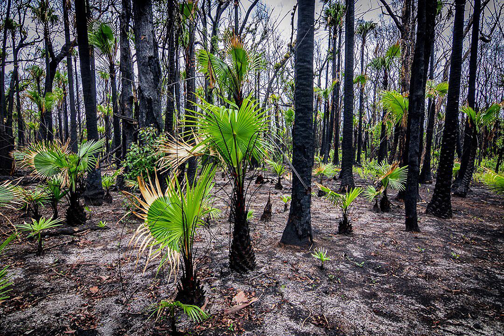 Фотография: Природа Австралии начала оживать после пожаров №11 - BigPicture.ru