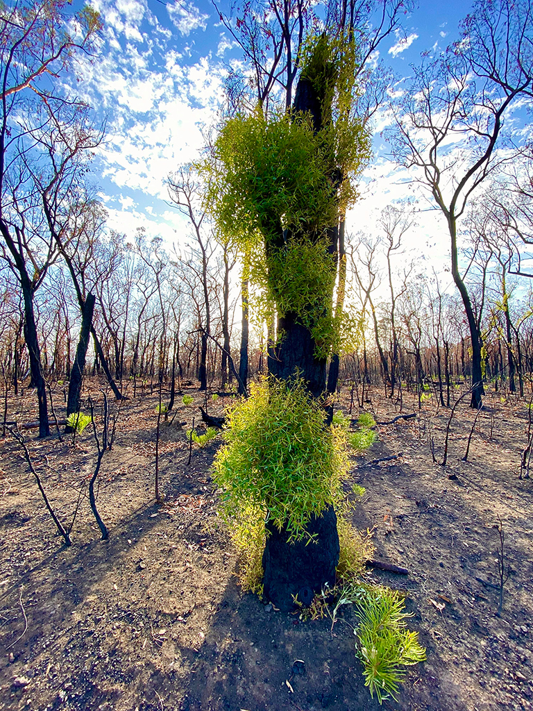 Фотография: Природа Австралии начала оживать после пожаров №7 - BigPicture.ru