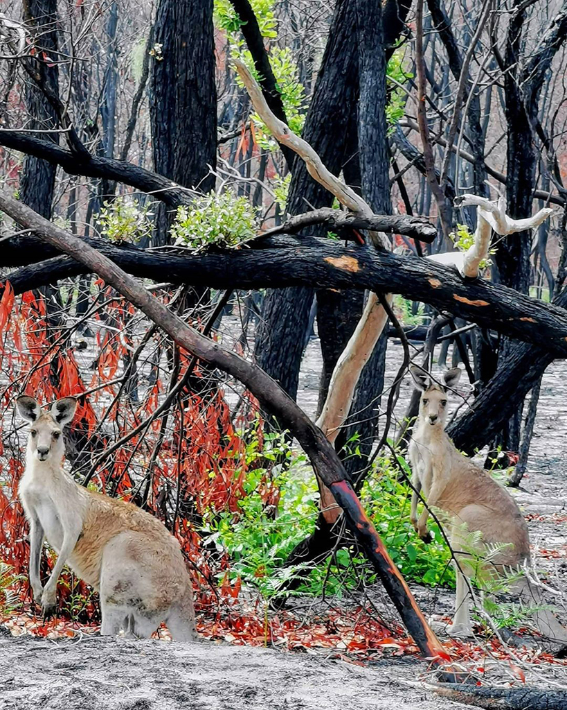 Фотография: Природа Австралии начала оживать после пожаров №9 - BigPicture.ru