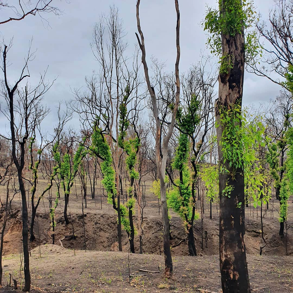 Фотография: Природа Австралии начала оживать после пожаров №20 - BigPicture.ru