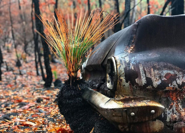 Природа Австралии начала оживать после пожаров
