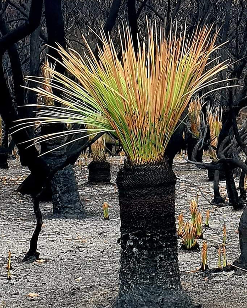 Фотография: Природа Австралии начала оживать после пожаров №13 - BigPicture.ru