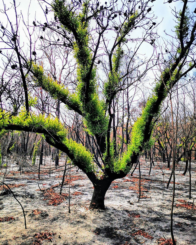 Фотография: Природа Австралии начала оживать после пожаров №14 - BigPicture.ru