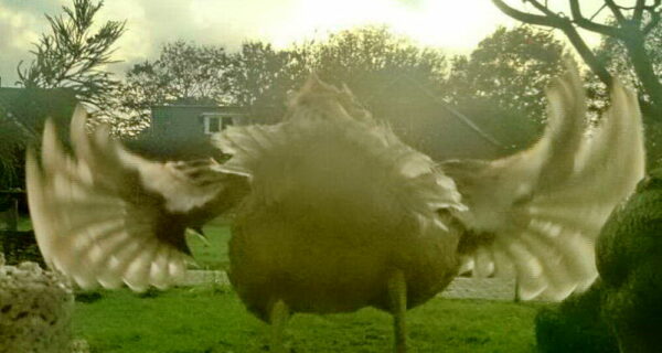 20 фотографий, которые были сделаны в самый подходящий момент