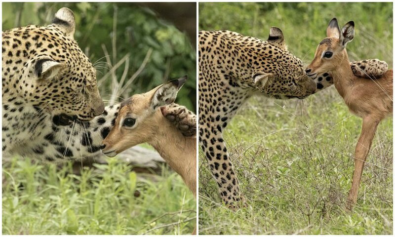 Фотография: Смертельная нежность хищника: леопард и импала №1 - BigPicture.ru