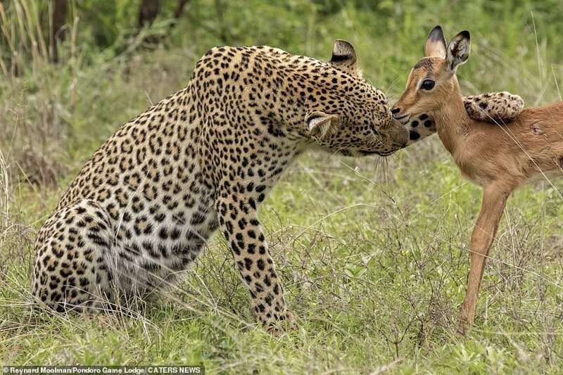 Фотография: Смертельная нежность хищника: леопард и импала №2 - BigPicture.ru