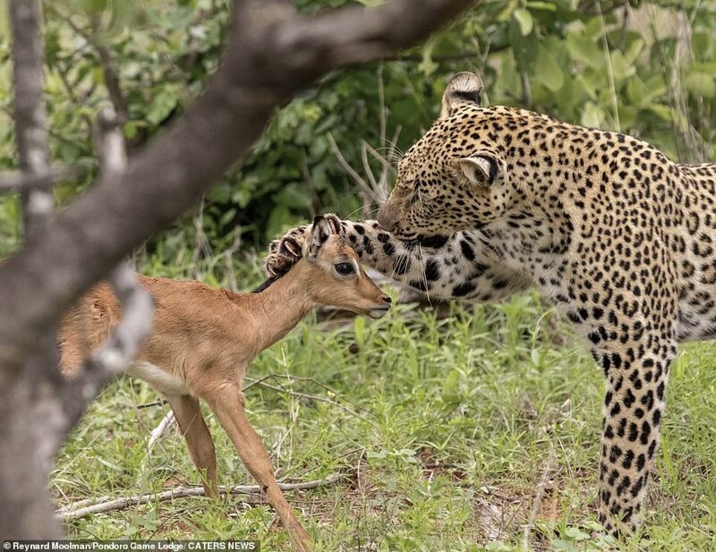 Фотография: Смертельная нежность хищника: леопард и импала №3 - BigPicture.ru